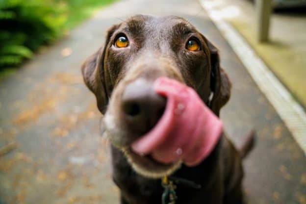 dog licking its face